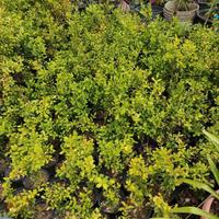 Piantine siepe bosso