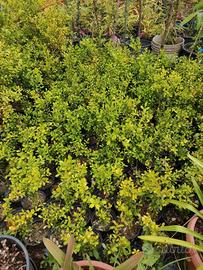 Piantine siepe bosso