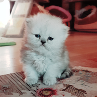 Gatto persiano cucciolo