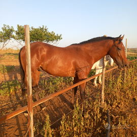 Cavallo Sicilianl