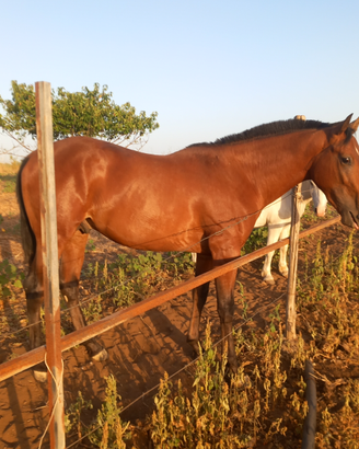 Cavallo Sicilianl