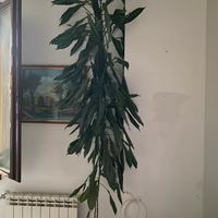 Tronco della felicità