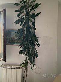 Tronco della felicità