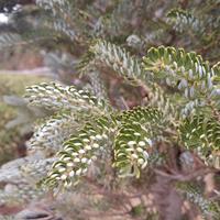 Pino nano argentato - abies Koreana siberlocke