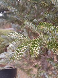 Pino nano argentato - abies Koreana siberlocke