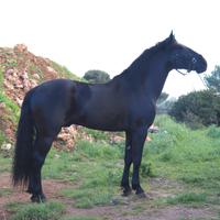 Cavallo Murgese