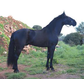 Cavallo Murgese