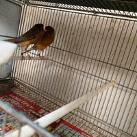 Coppia canarini York