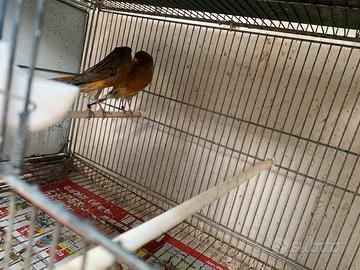 Coppia canarini York