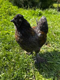 Gallina incrocio Moroseta / Ayam Cemani