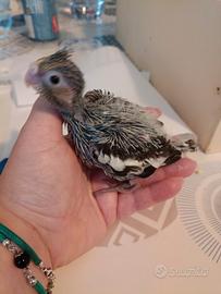 Animali uccelli