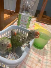 Pulli parrocchetto dal collare