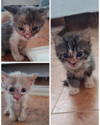 Gattini a pelo lungo di circa 6 settimane