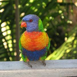Lori Arcobaleno