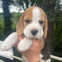 Cuccioli di Beagle prenotazione