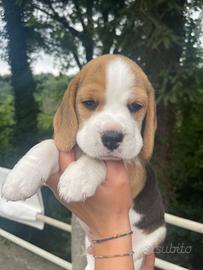 Cuccioli di Beagle prenotazione