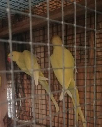 Parrocchetti dal collare