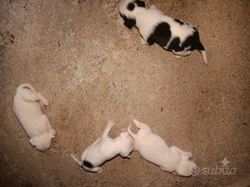 Cuccioli mix pitbull