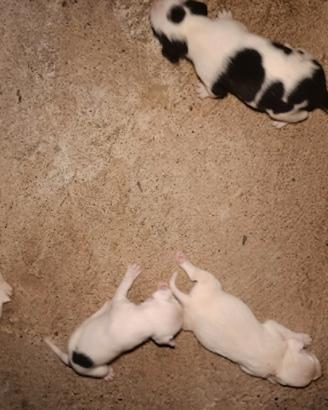 Cuccioli mix pitbull