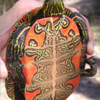 Pesci, Tartarughe Acquatiche e altri animali