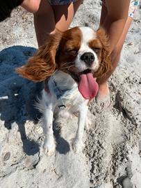 Accoppiamento cavalier king