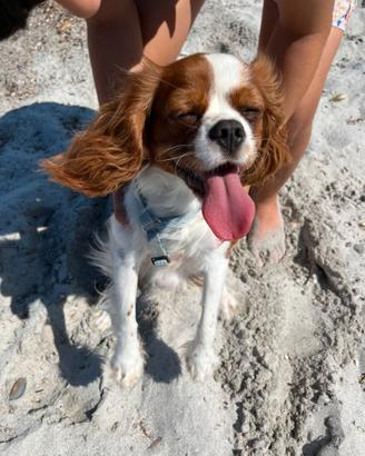 Accoppiamento cavalier king