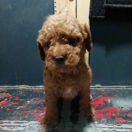 Barbone maschio di piccola taglia