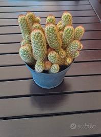 Cactus Mammillaria Elongata 