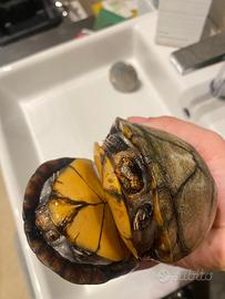 Kinosternon scorpioides cruentatum