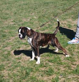 Boxer femmina