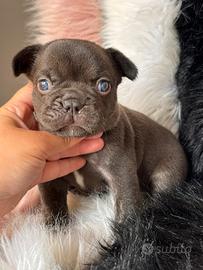 Bulldog francese