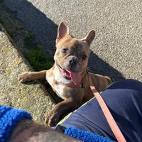 Cucciola di bulldog francese