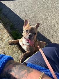 Cucciola di bulldog francese