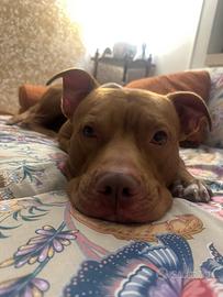 Dono Pitbull di 6 anni
