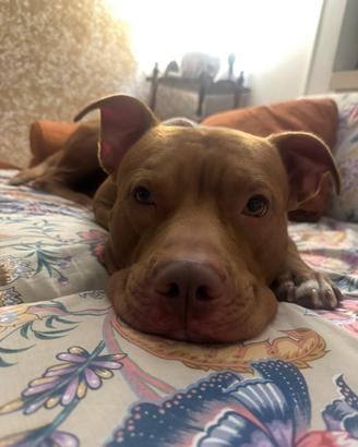 Dono Pitbull di 6 anni