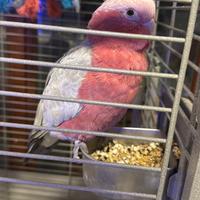 Cacatua rosecapilla allegato a mano