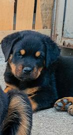 Cucciolata rottweiler con pedigree nati 23/07/26