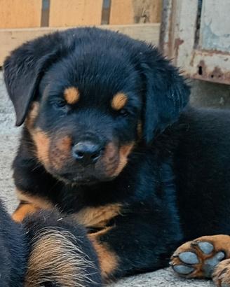 Cucciolata rottweiler con pedigree nati 23/07/26