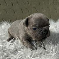 Bulldog francesi cuccioli