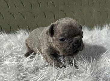 Bulldog francesi cuccioli