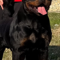 Rottweiler disponibili per monte con pedigree