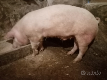 Maiali di casa