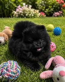 Spitz pomerania nano pedigree enci