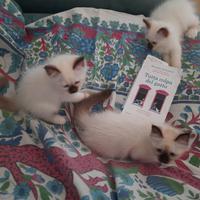 Cuccioli Sacro di Birmania