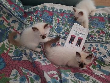 Cuccioli Sacro di Birmania