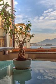 Appartamento Via Orazio Napoli