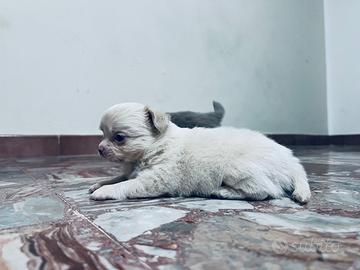 Chihuahua pelo lungo