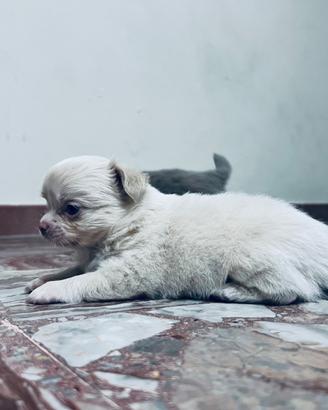 Chihuahua pelo lungo