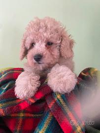 Piccoli cuccioli di barboncino