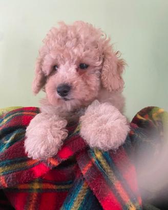 Piccoli cuccioli di barboncino